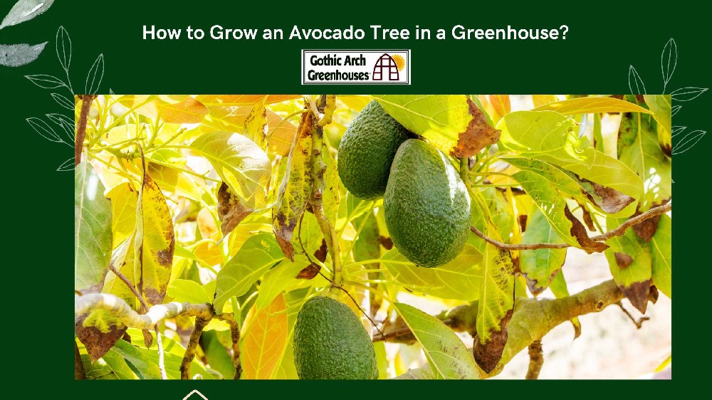  Grow an Avocado Tree in a Greenhouse