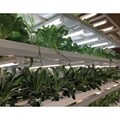 Vertical NFT Lettuce & Herb System
