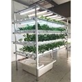 Vertical NFT Lettuce & Herb System
