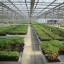 Commercial Stationary Greenhouse Benches