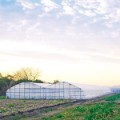 Picture of Gothic Multi-Bay High Tunnels