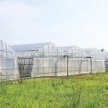 Picture of Gothic Multi-Bay High Tunnels