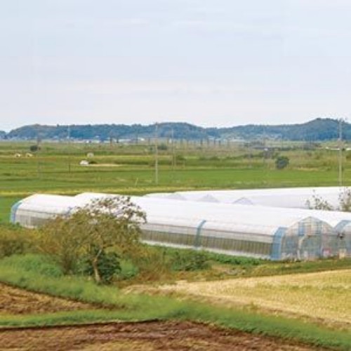 Picture of Gothic Multi-Bay High Tunnels