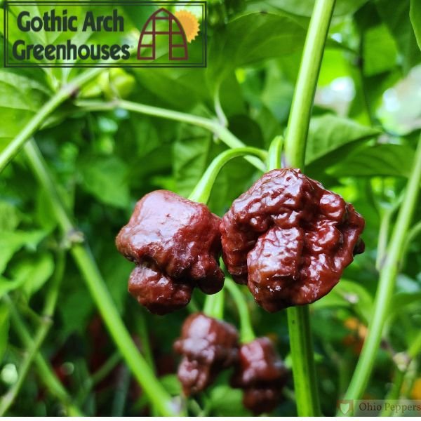 7 Pot Douglah peppers growing on a lush green plant, displaying their dark chocolate-brown, wrinkled skin — one of the hottest and most flavorful superhot chili peppers in the world