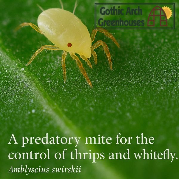 A technician releases a sachet of beneficial mites (Amblyseius swirskii) for biological pest control on a plant leaf