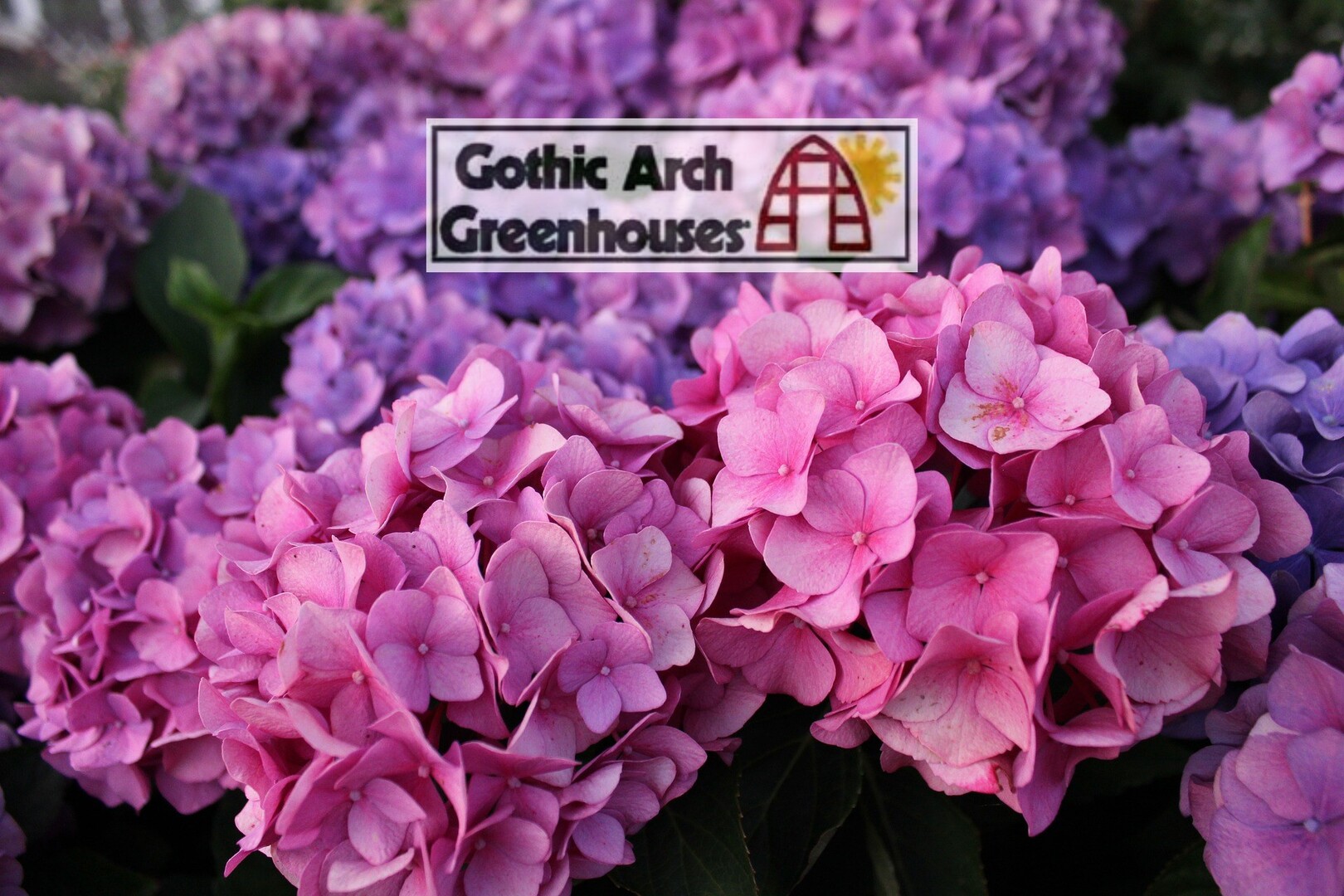 What You Need to Know About Caring for Hydrangeas