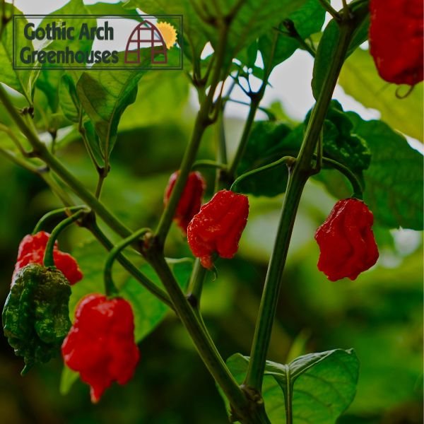 Carolina Reaper peppers growing on a lush green plant inside a greenhouse, with bright red, wrinkled pods and distinctive scorpion tails — known as the world’s hottest chili pepper