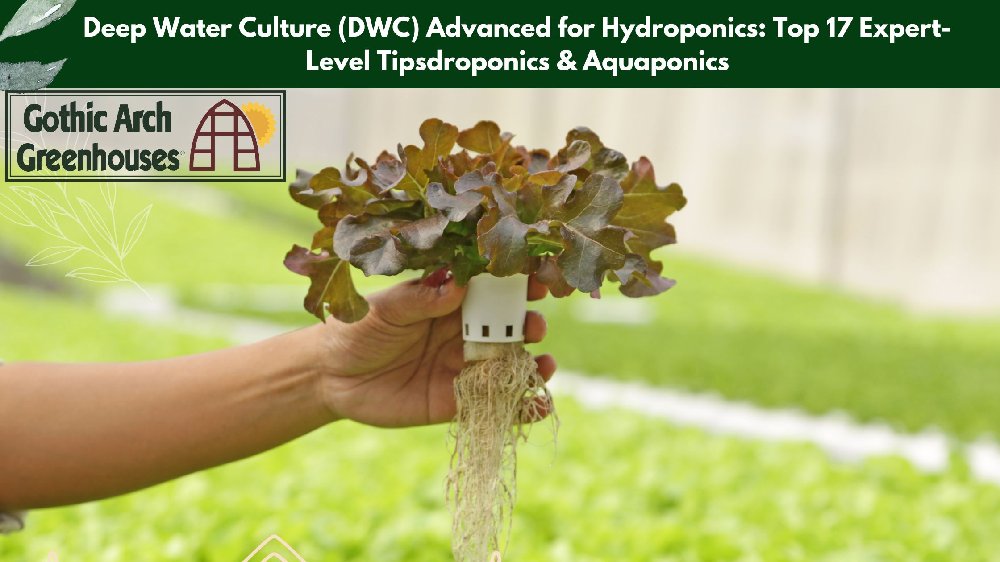 Healthy plant roots suspended in oxygenated DWC reservoir