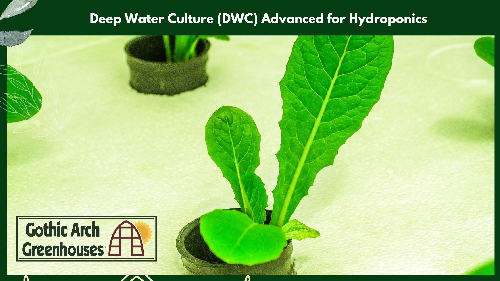 Advanced Deep Water Culture Hydroponic Setup title=Advanced Deep Water Culture Hydroponic System