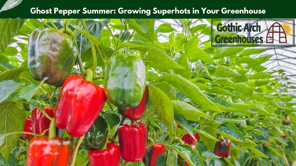 Greenhouse filled with ghost pepper plants bearing ripe red superhot peppers, with sunlight streaming through panels and labeled grow bags in raised beds — ideal setup for growing ghost peppers in controlled conditions."