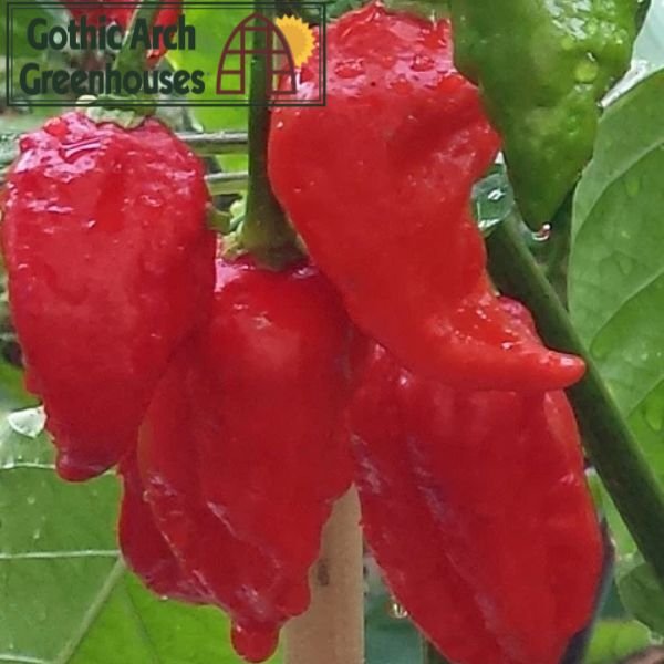 Naga Viper peppers growing inside a greenhouse, with red, wrinkled pods hanging from leafy green plants under filtered sunlight — a rare superhot chili thriving in a controlled environment